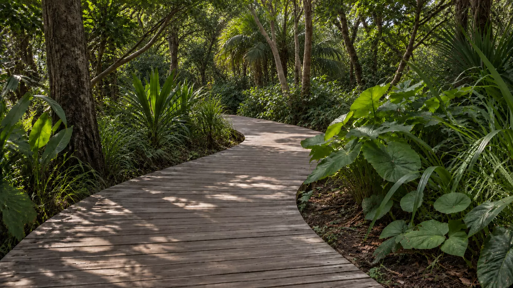 Sendero de madera que se abre paso entre vegetación tropical densa.